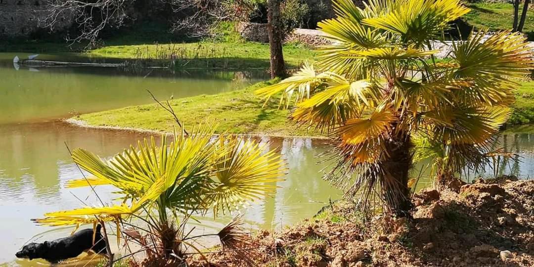 Les Amis De Gaure Apartment Rouffiac-d'Aude Luaran gambar